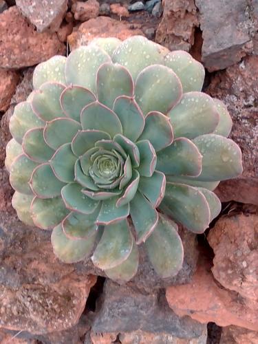 a succulent plant sitting on top of rocks at Casa Rural Los Pasos Grandes in Isora