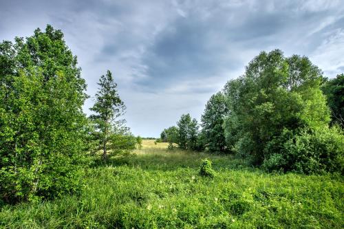 a field of grass with trees in the background at Bliżej Natury in Białowieża