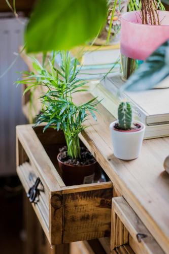a wooden table with two potted plants on it at Villa Botanica in Mirkovec