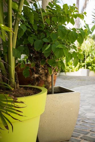 two potted plants sitting next to each other at Numero Uno Beach House in San Juan