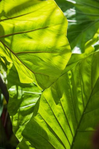 a close up of a green leafy plant at Numero Uno Beach House in San Juan