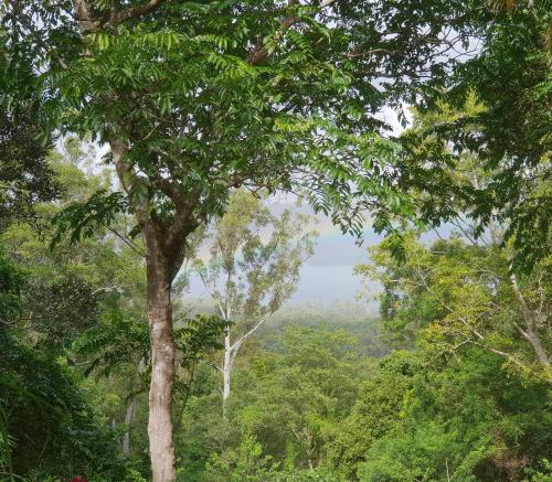 a view through the trees of a forest at Lovestone Cottages Montville in Montville