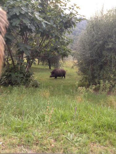a large hog grazing in a field of grass at Il ghiro in Montevarchi
