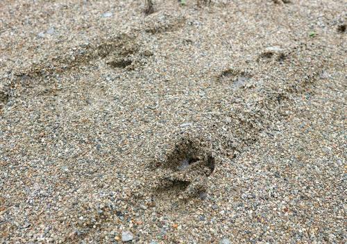 a pair of dog footprints in the sand at Pension Kamifuji in Osaki
