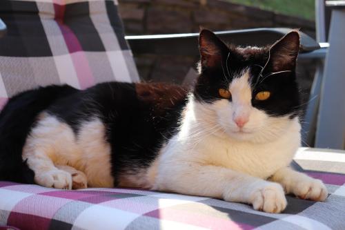 a black and white cat sitting on a chair at Ferienhaus Aurelia in Kitzeck im Sausal