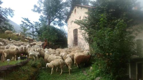 a herd of sheep standing next to a building at B&B L'Abric - centro storico di Limonetto in Limone Piemonte