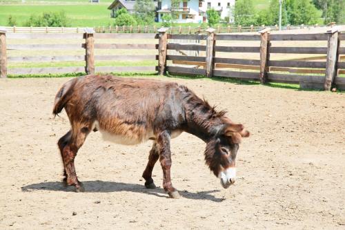 a brown and white donkey standing in a dirt field at Pichlerhof in Valle Di Casies