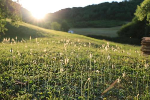 Domaine La Rose في Caylus: حقل من العشب مع الشمس في الخلفية