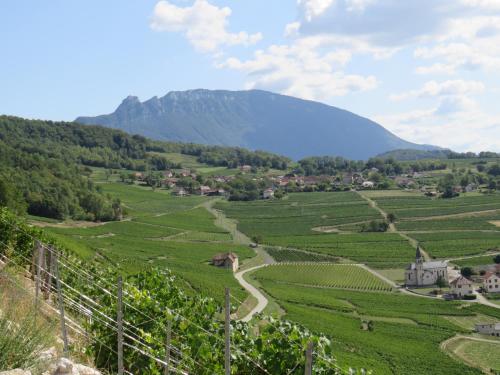 a view of a vineyard in the mountains at Les chambres du cru in Jongieux