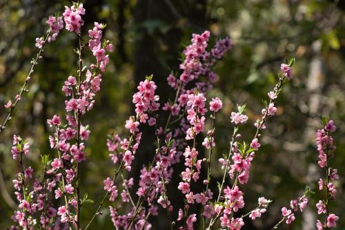 a bunch of pink flowers in a field at Suíte "Vale do Luar" - Capivari in Campos do Jordão