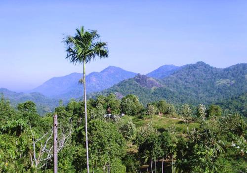 a palm tree on a hill with mountains in the background at The Flame Tree Estate & Hotel in Kandy