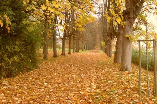 a path covered in leaves with trees and a fence at Château De Serrigny in Ladoix Serrigny