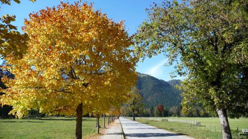 a tree lined path in a park with fall leaves at Hotel Enzian in Pertisau