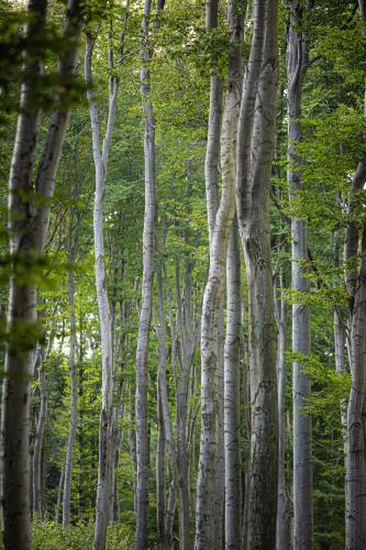 a group of white trees with green leaves at 4 Évszak Hegyihotel in Mátraháza