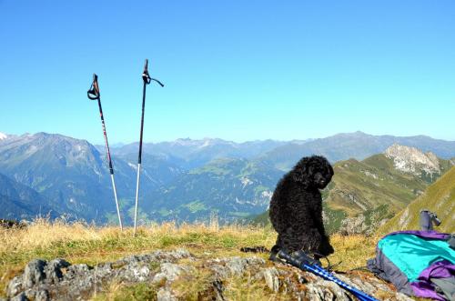 a black dog sitting on top of a mountain at Haus Sonnleiten in Gerlos