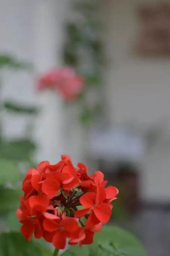 a bunch of red flowers in a vase at Casa Vieja Posada in Pesca