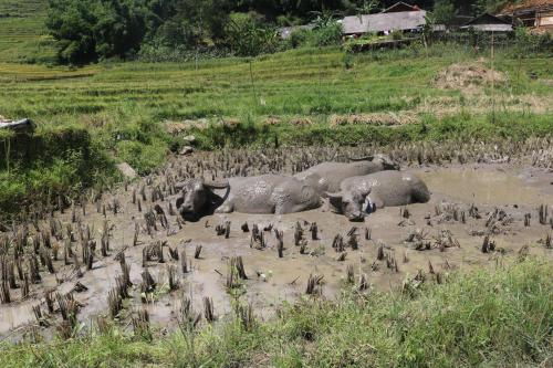 a group of animals laying in a field with birds at SaPa Farmer House in Sa Pa