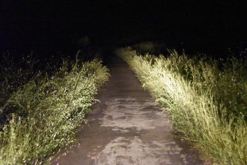 a path through a field of tall grass at night at Wild Camp- The Nature Resort in Khodāla