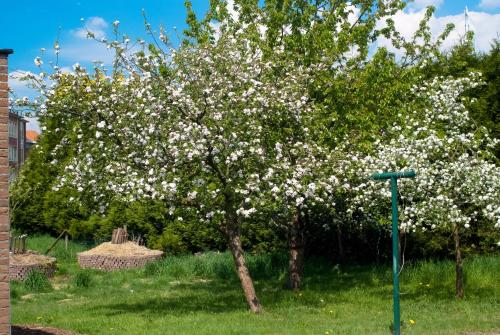 een boom met witte bloemen erop in een tuin bij 't Bruggeske in Mol