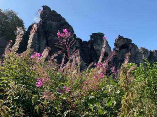 a mountain with pink flowers in front of it at Teutonia Hotel in Horn-Bad Meinberg