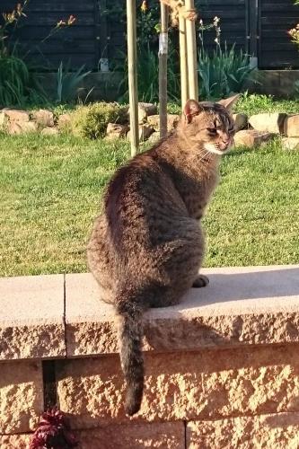 a cat sitting on a stone wall at Rieslingstube bei Britta & Joachim in Undenheim