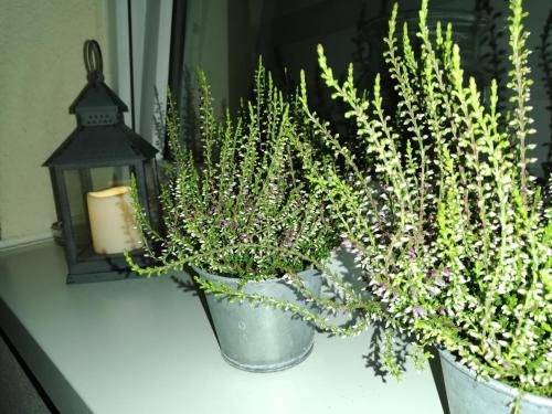dos macetas en el alféizar de una ventana con una vela en Papaver Apartament, en Zielona Góra