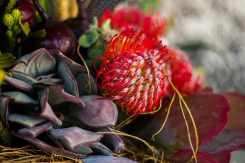 a close up of a red flower in a pile of vegetables at De Zeekoe Guest Farm in Oudtshoorn