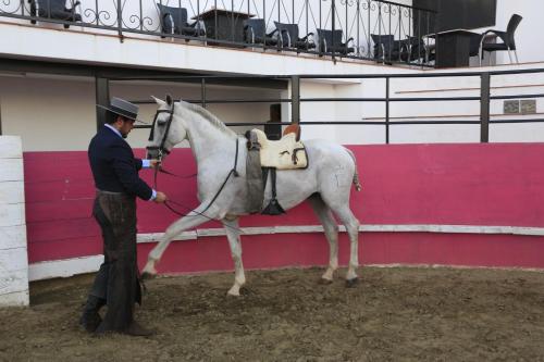 un hombre guiando un caballo blanco en una arena en Lusitaurus, en Montoito