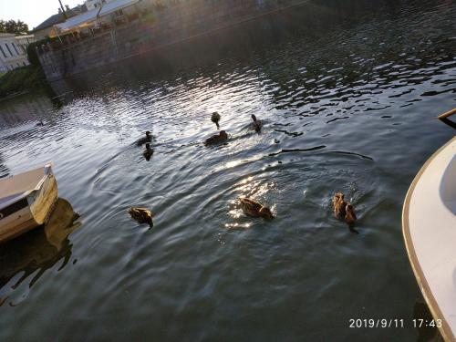 a group of ducks swimming in the water at Apartments at Kontorska 10 in Kharkiv