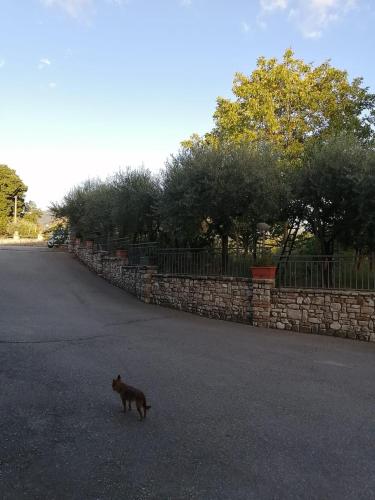 a cat walking across a street next to a stone wall at B&B Da Felice in Serino
