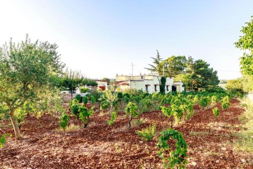 a field of vines with a house in the background at B&B Mandorla Amara in Gioia del Colle