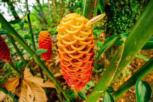 a close up of a orange flower on a plant at Hostal Pakay in Tena