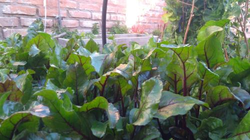 a garden with green plants and a brick wall at Ruca Kiñe Hostel in Las Grutas