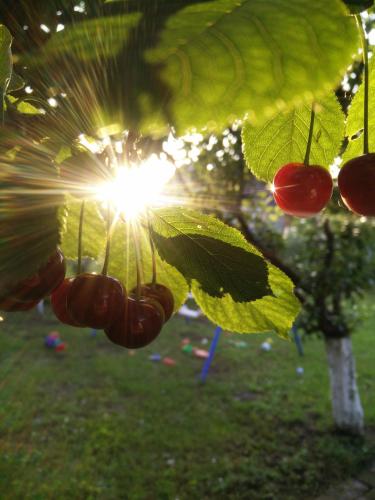 a bunch of cherries hanging from a tree at Kuća za odmor Mirni kutak Vukovar in Vukovar