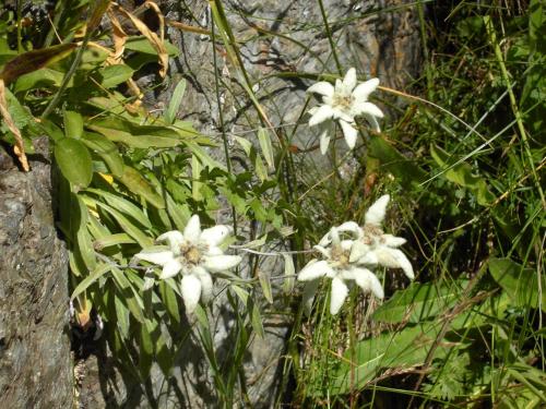 a group of white flowers next to a stone wall at Apartment Lilly in Lienz