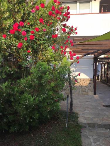 un arbusto lleno de flores rojas al lado de un edificio en Guest House Dobrev, en Kardzhali