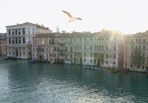a bird flying over a body of water with buildings at Ca' Angeli in Venice