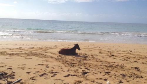a horse laying on a beach near the ocean at Treehouse Apartment at La Lodge at Long Bay in Corn Island