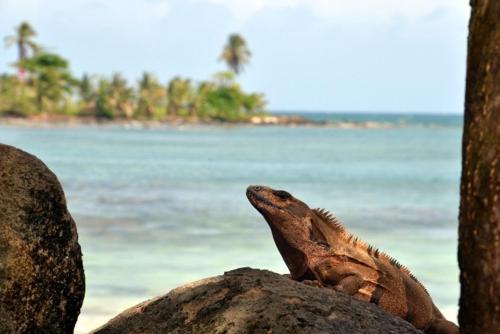 a lizard is sitting on a rock on the beach at Treehouse Apartment at La Lodge at Long Bay in Corn Island