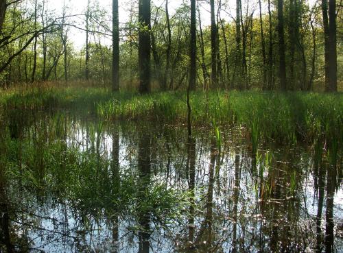 a swamp with trees and grass in the water at Het Begijnhof Tongeren Center in Tongeren