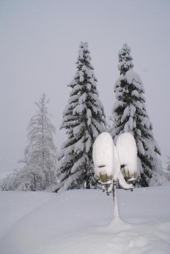 a group of snow covered trees in a field at Ferienwohnungen Drexel in Elbigenalp