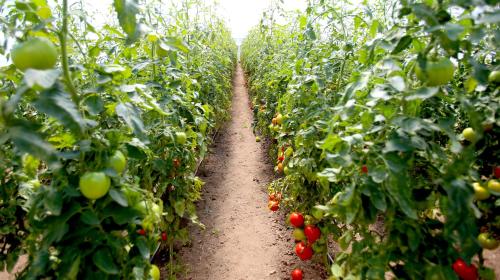 two rows of tomatoes growing in a field at Mecavnik Resort in Mokra Gora