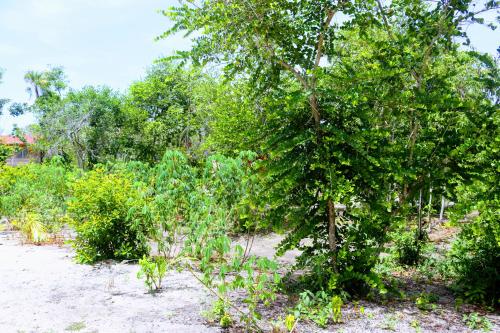 Palmento Grove Garifuna Eco-Cultural & Healing Instituteにある庭