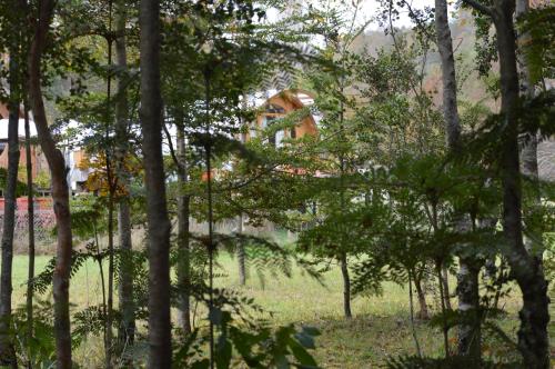 a group of trees with a house in the background at Refugios Canto del Agua in Villarrica