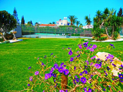 einen Garten mit lila Blumen im Gras in der Unterkunft CORAL BAY suite Cyprus in Coral Bay
