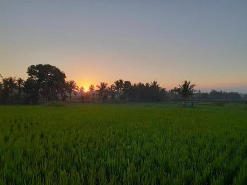 a field of green grass with the sunset in the background at Tereng Wilis Jungle Inn in Tetebatu