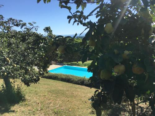 a pool in the yard of a house with an apple tree at Podere Casanova in Montespertoli