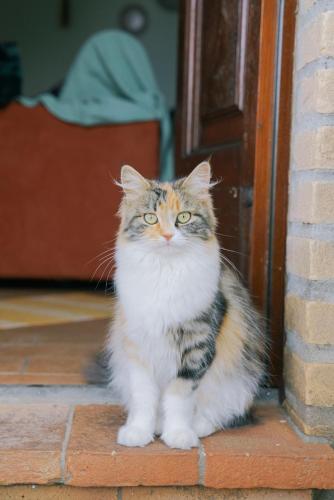 a cat sitting in front of a door at La Locanda Dell'olmo in Orvieto