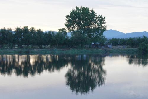 a reflection of a tree in a body of water at Albergo Residenziale Gli Ontani in Cala Liberotto