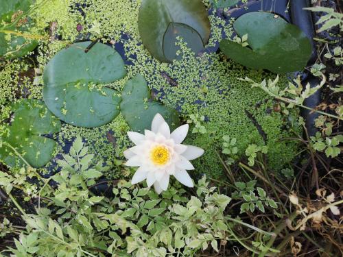 a white flower in the water with some leaves at Villa le Cloky in Thomery